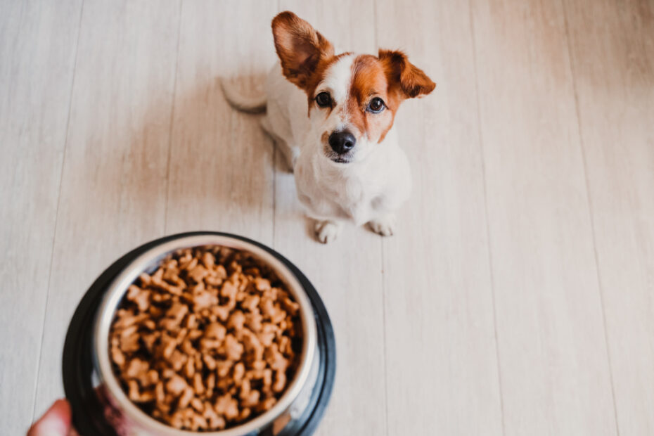 how to make money eating dog food