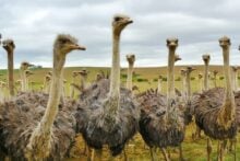 Ostriches in the wilf