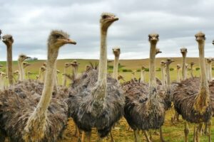 Ostriches in the wilf