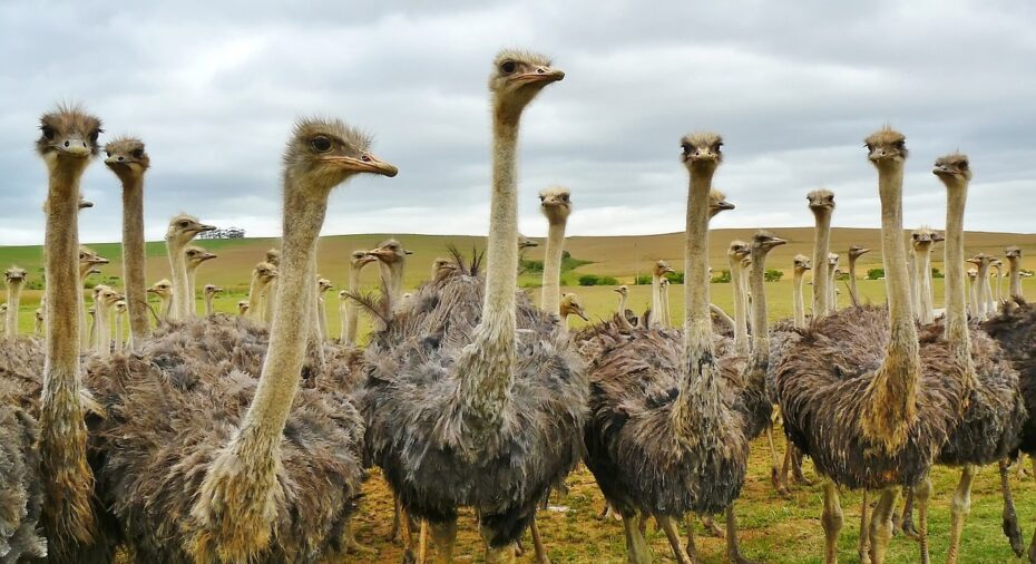 Ostriches in the wilf