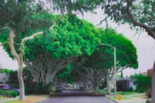 Quiet tree-lined street in a desirable neighborhood