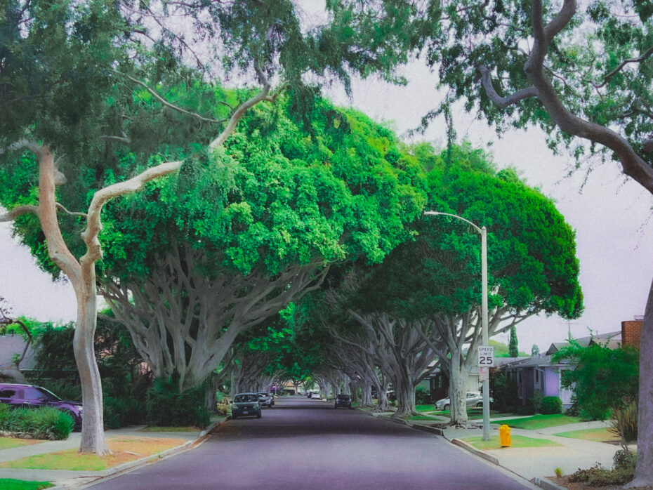 Quiet tree-lined street in a desirable neighborhood