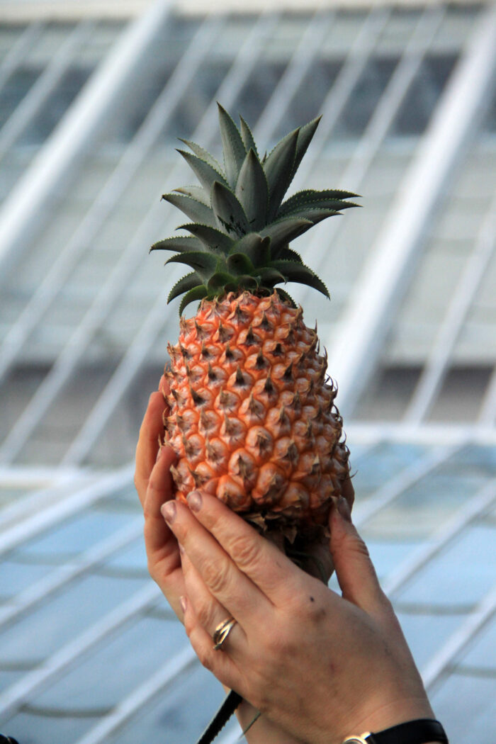 Pineapple from the Gardens of Heligan