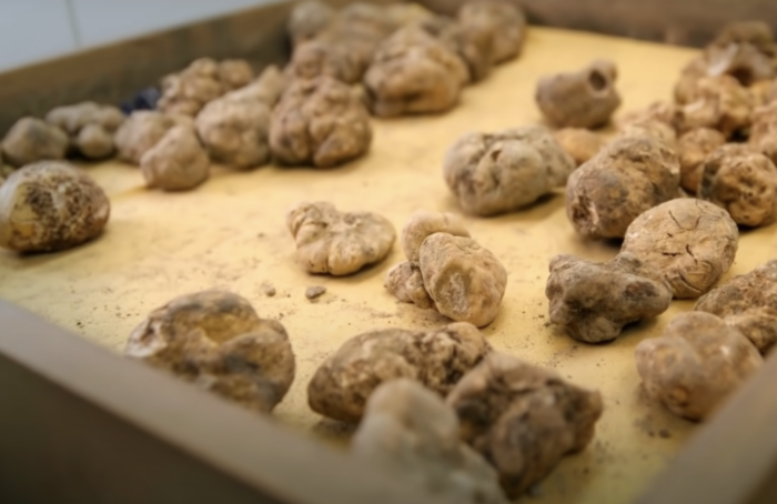 Alba White Truffles on a tray