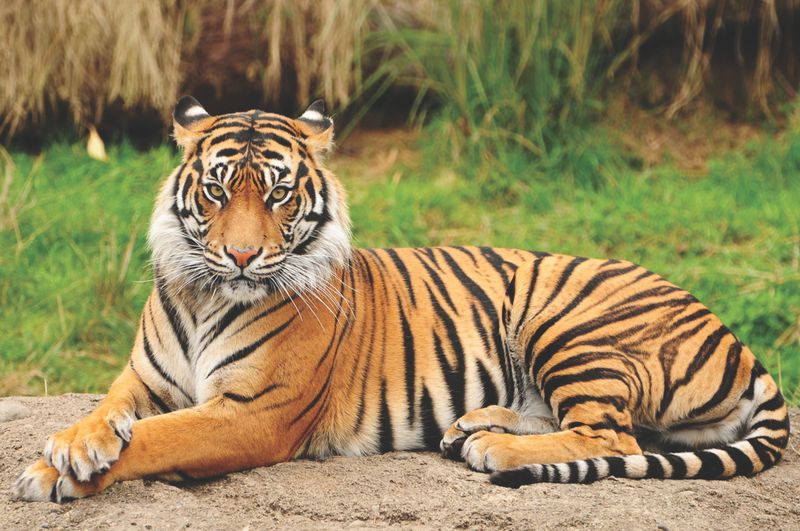 Bengal tiger