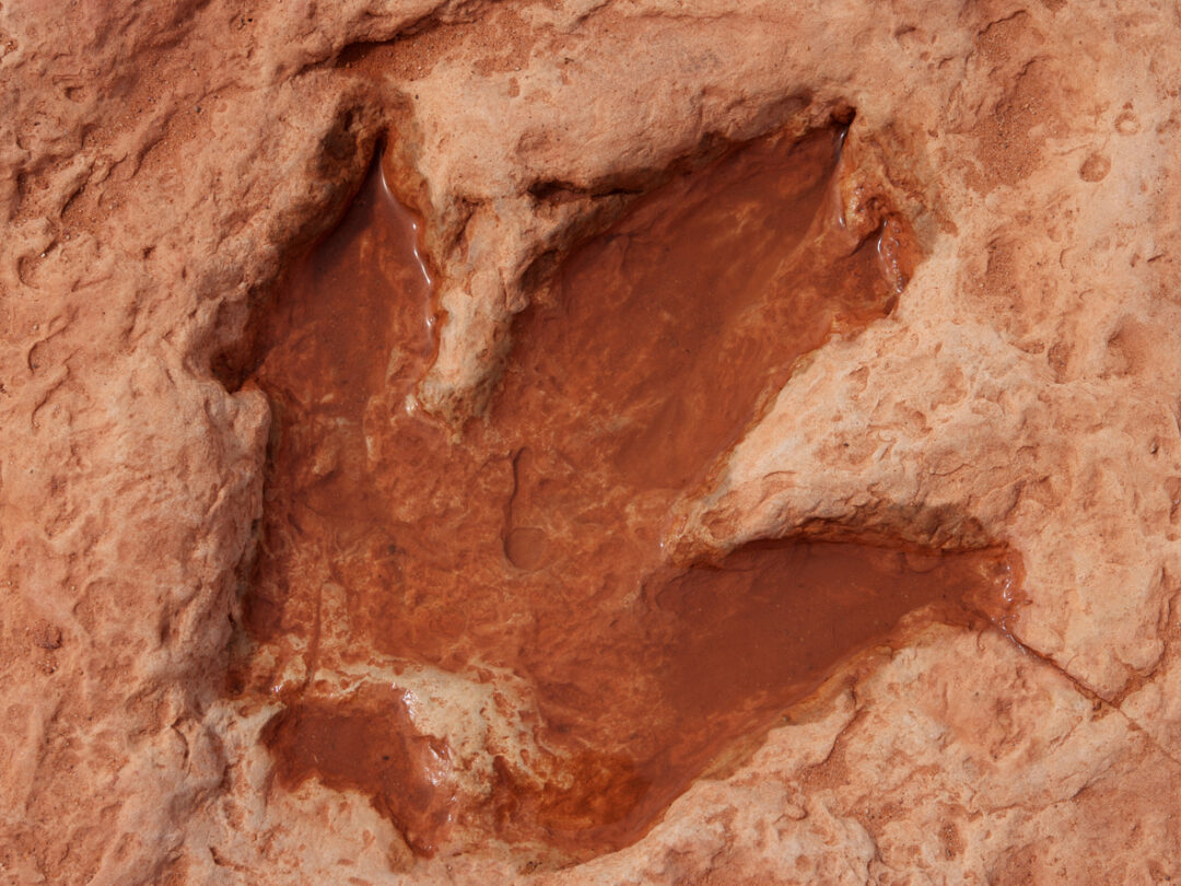 Dinosaur footprint