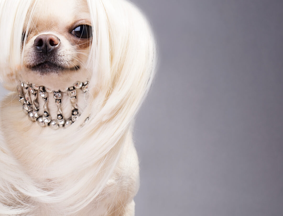 Dog with luxury necklace