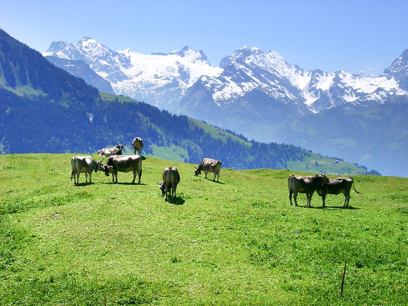 Cows on a sunny day in Eggberge, Switzerland