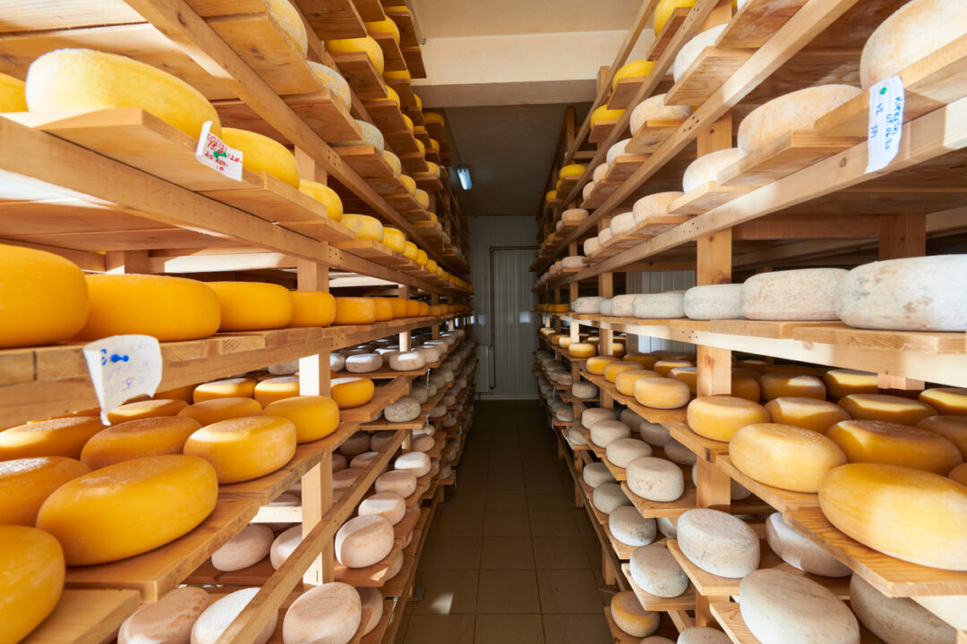 Cheese factory production shelves with aging old cheese