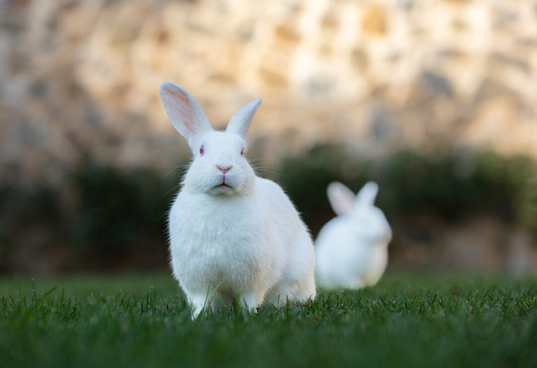 white floppy eared bunnies