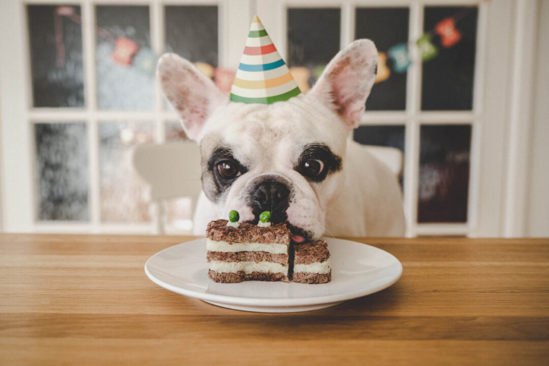 Dog birthday celebration with homemade dog cake