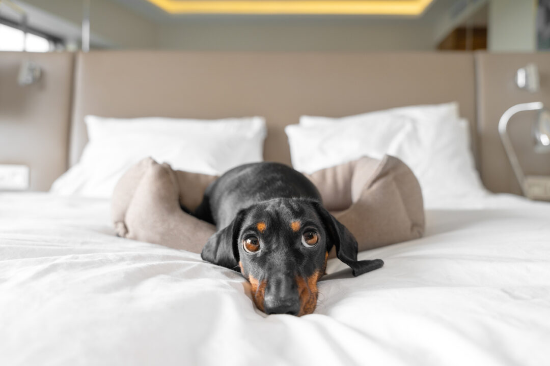 Cute dachshund pet lies in dog bed at dog-friendly hotel