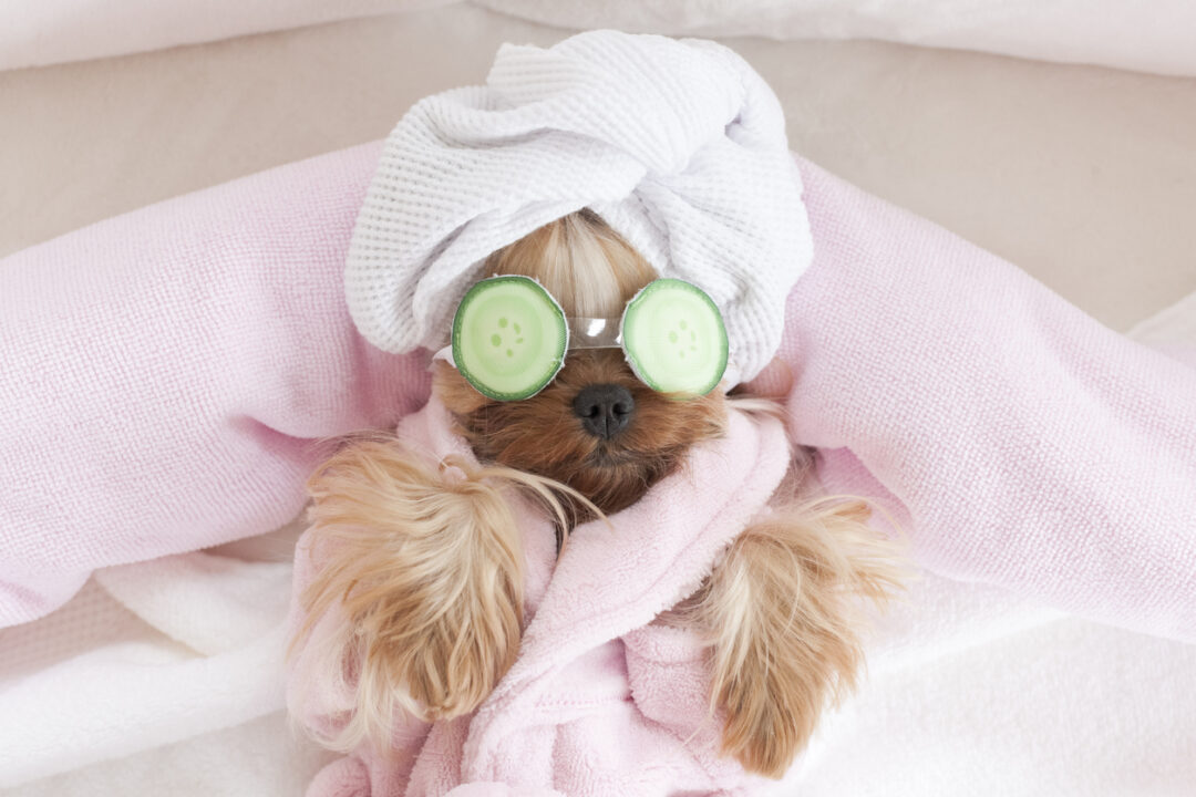 Yorkshire Terrier with Cucumbers on Her Eyes at Grooming Salon Spa