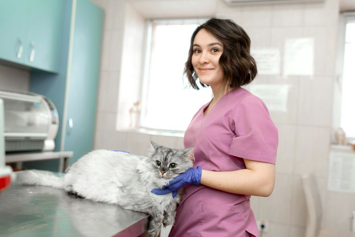 Vet looking after cat