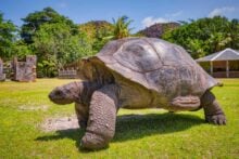 A large tortoise with a textured brown shell walks on a sunny, grassy area. There are trees and a wooden structure in the background, under a clear blue sky.