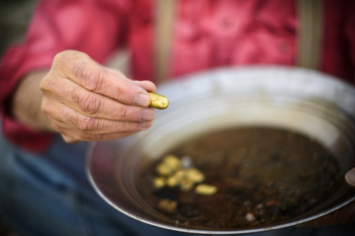 A person in a red shirt holds a large gold nugget while inspecting several nuggets in a metal pan filled with dirt and water, likely engaged in gold panning.