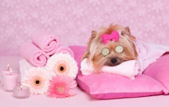 A small dog with a pink bow relaxes at a spa, lying on pink pillows. It has cucumber slices over its eyes and is wrapped in a towel. Rolled towels, white and pink flowers, and lit candles are beside it on a pink background.