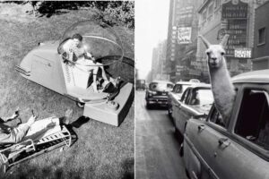 Split image: On the left, a person in a futuristic pod-like vehicle with a bubble canopy talks to someone on a lounge chair. On the right, a llama pokes its head out of a car's rear window in a busy city street.