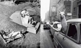 Split image: On the left, a person in a futuristic pod-like vehicle with a bubble canopy talks to someone on a lounge chair. On the right, a llama pokes its head out of a car's rear window in a busy city street.