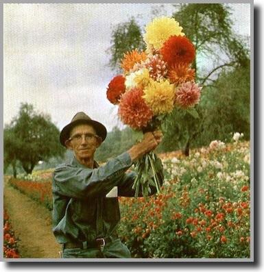 An elderly man wearing glasses, a hat, and work clothes stands in a flower field, holding up a large bouquet of colorful dahlias with trees and more flowers in the background.