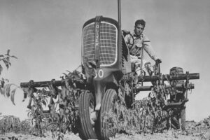 A man drives an Oliver tractor through a field, cultivating rows of plants under a clear sky. The image is black and white, with the tractor prominently facing the camera.