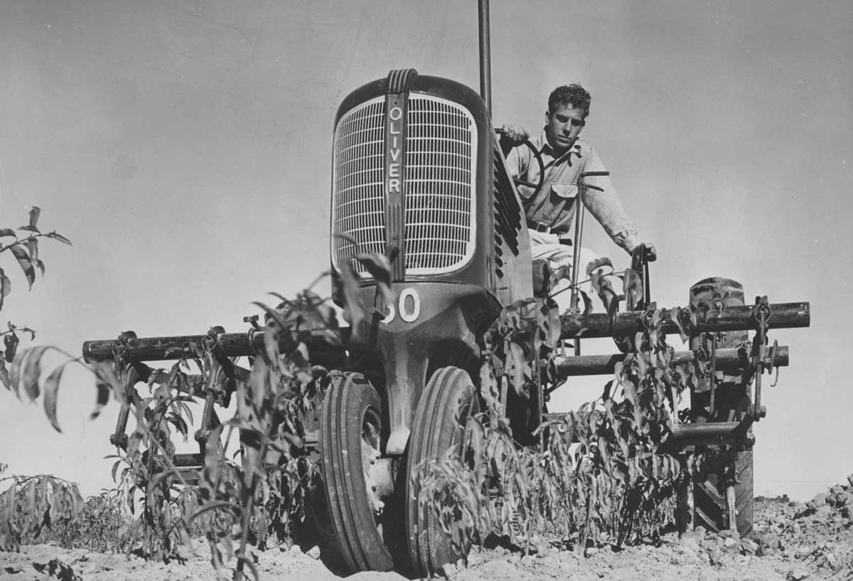 A man drives an Oliver tractor through a field, cultivating rows of plants under a clear sky. The image is black and white, with the tractor prominently facing the camera.
