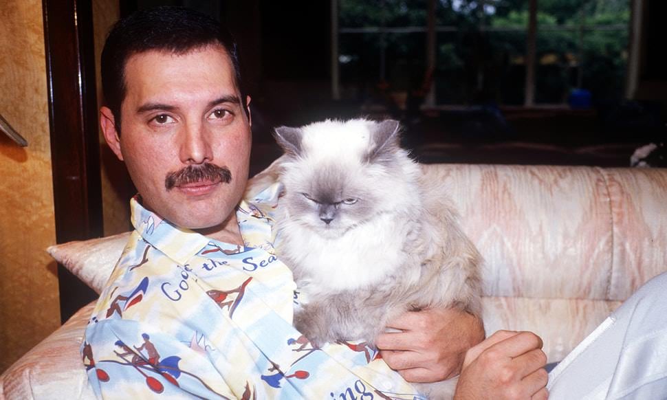 A man with a mustache, wearing a patterned shirt, sits on a light-colored sofa holding a fluffy white and grey cat in his arms. A window with greenery outside is visible in the background.