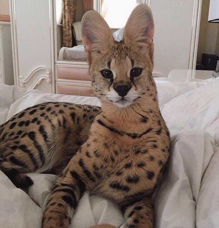 A serval cat with large ears and spotted fur lies on a bed with white sheets in a well-decorated bedroom featuring a mirror and elegant furnishings.