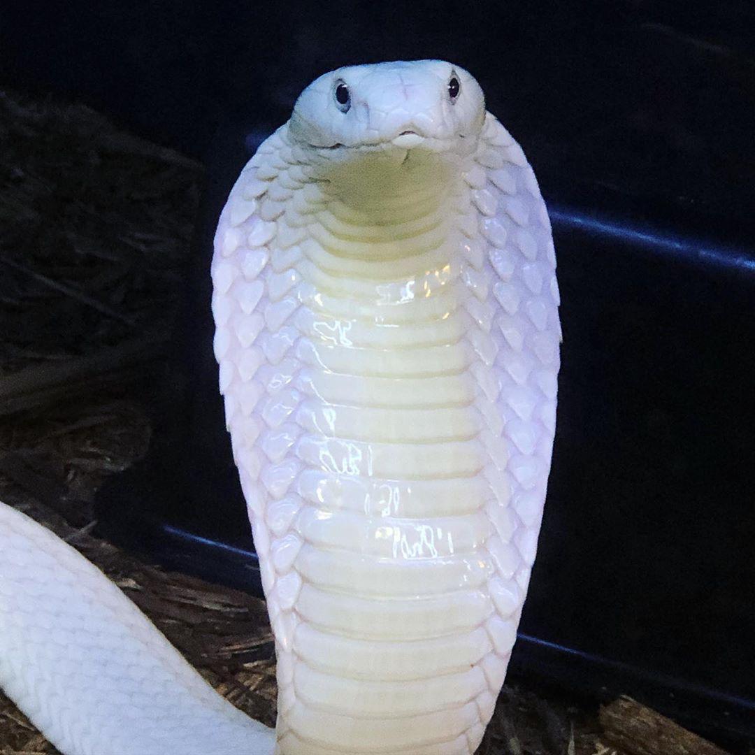 A white cobra with its hood expanded, showing its scales and distinctive stance, sits against a dark background on a bed of brown wood chips.