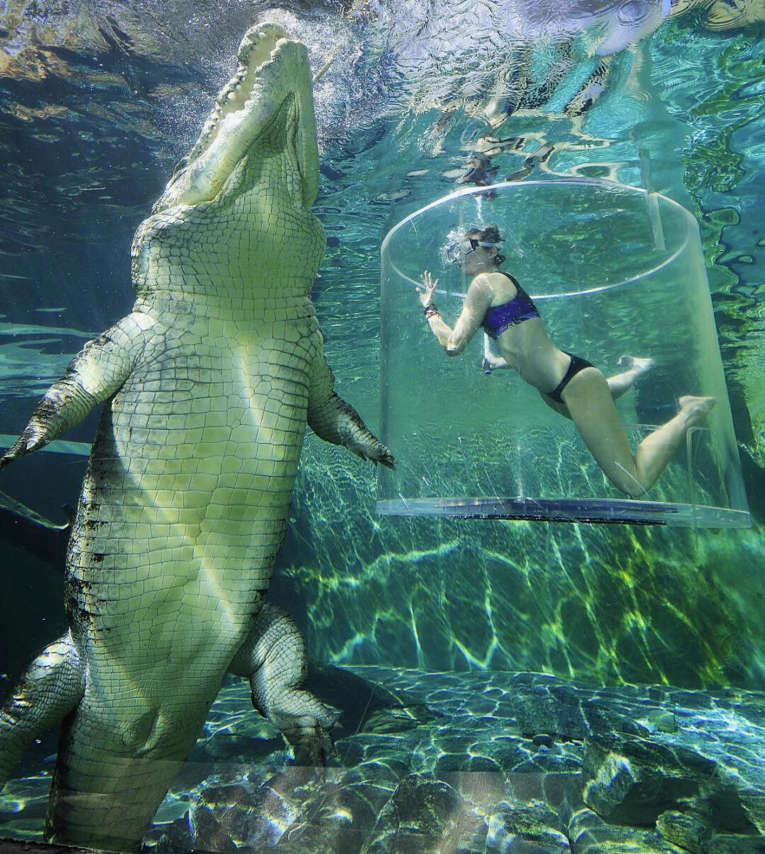 A woman in a swimsuit is underwater inside a transparent cylindrical cage, closely observing a large crocodile swimming nearby in a clear, sunlit pool.