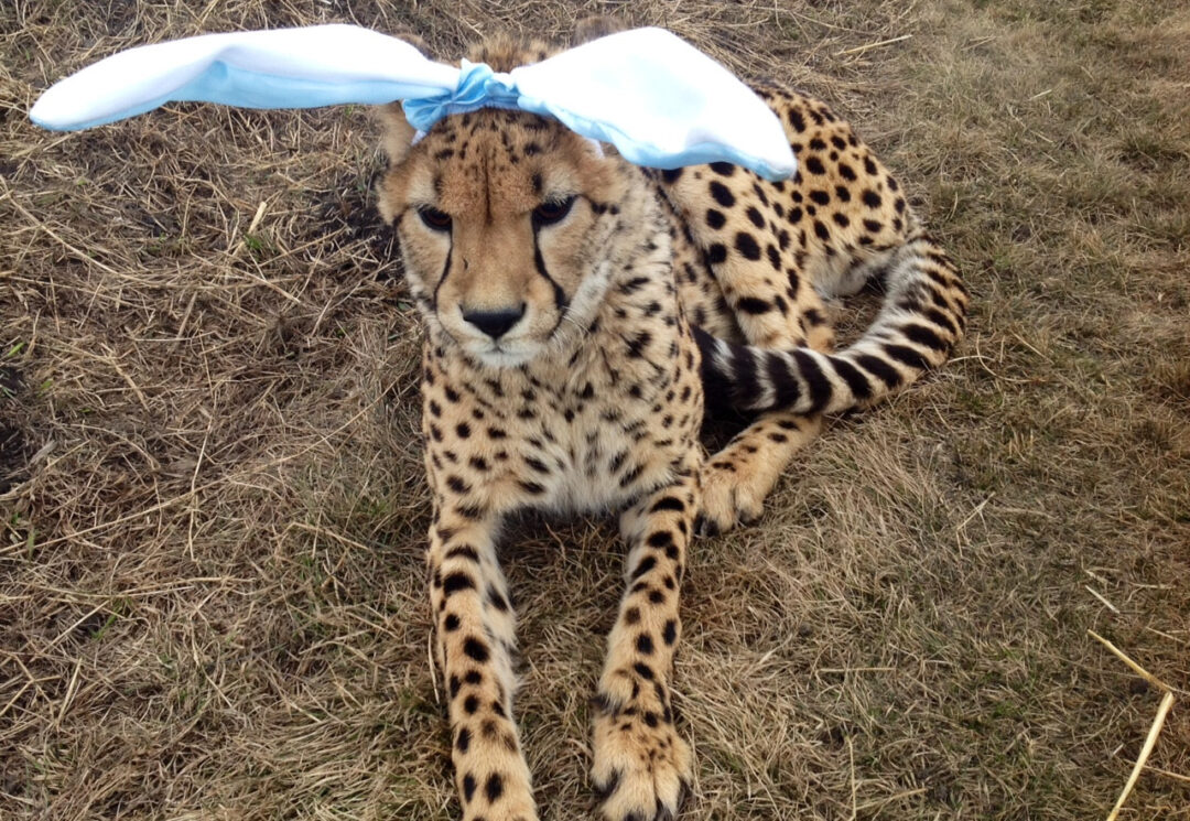 A cheetah is lying on dry grass, wearing a blue headband with large white bunny ears attached.
