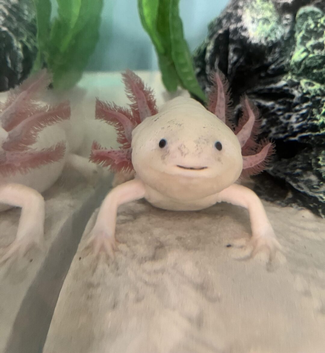A pale axolotl with feathery pink gills faces the camera from the bottom of an aquarium, next to a glass panel that reflects its image and surrounded by rocks and green aquatic plants.