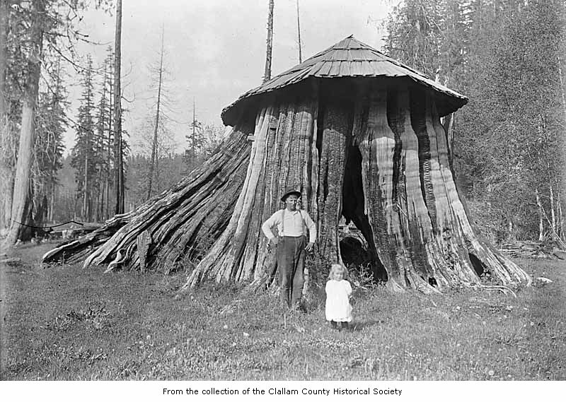 A man and a young girl stand in front of a massive hollow tree stump with a roof built on top, surrounded by forest. The stump’s size dwarfs them, and the scene has a historical, rustic feel.
