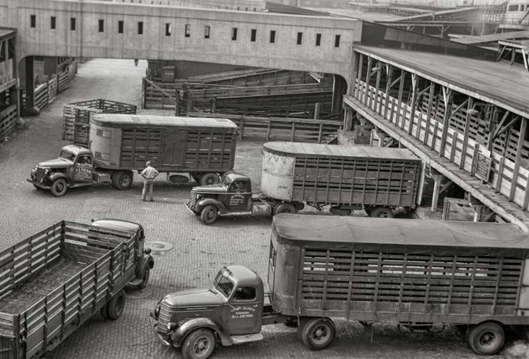 Black and white photo of five vintage livestock trucks parked on a cobblestone street near large wooden and concrete stockyard buildings; a man stands near two of the trucks.
