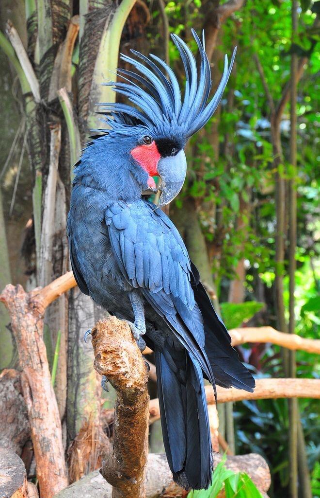 A striking black palm cockatoo with a large crest of spiky feathers and bright red cheek patches perches on a branch surrounded by lush green foliage.