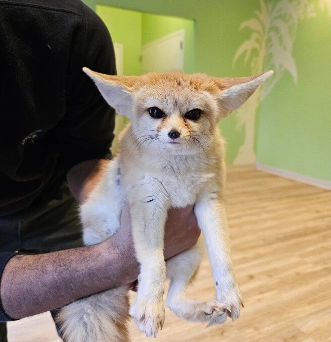 A person holds a fennec fox with large ears and a fluffy tail. The fox has a sandy coat and is indoors, standing in front of a green wall with light wood flooring.