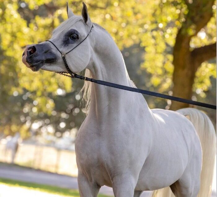 A white Arabian horse stands alert on a lead outdoors, with sunlight filtering through green trees in the background.