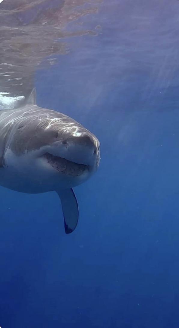 A great white shark swims underwater, partially facing the camera, with its mouth slightly open. The surrounding water is clear and blue, with sunlight filtering from above.
