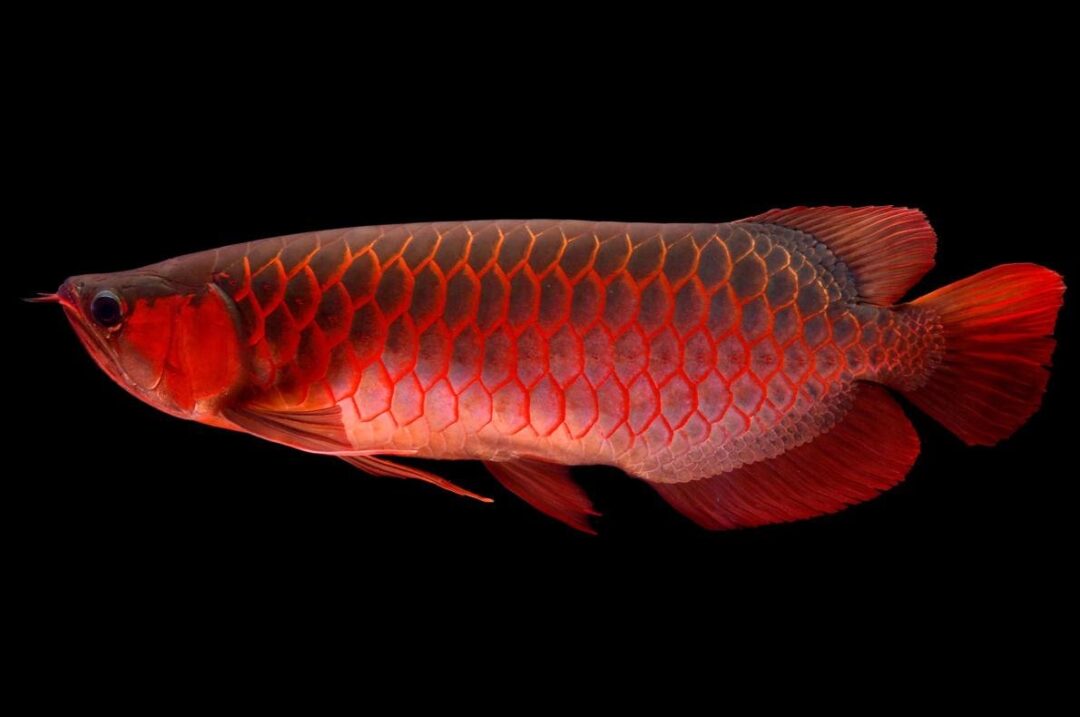A vibrant red arowana fish with large, metallic scales and flowing fins is shown in profile against a solid black background.