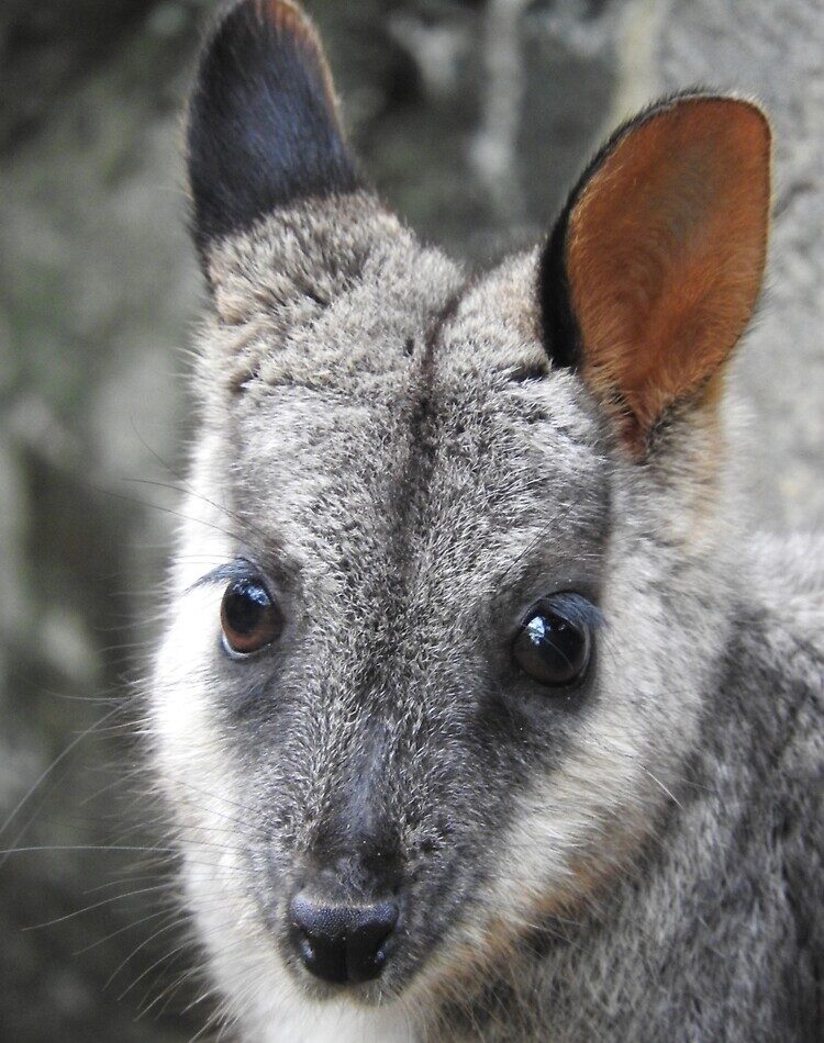 Close-up of a small wallaby with grey fur, large dark eyes, and upright ears, looking directly at the camera. The background is blurred, highlighting the animal's face.