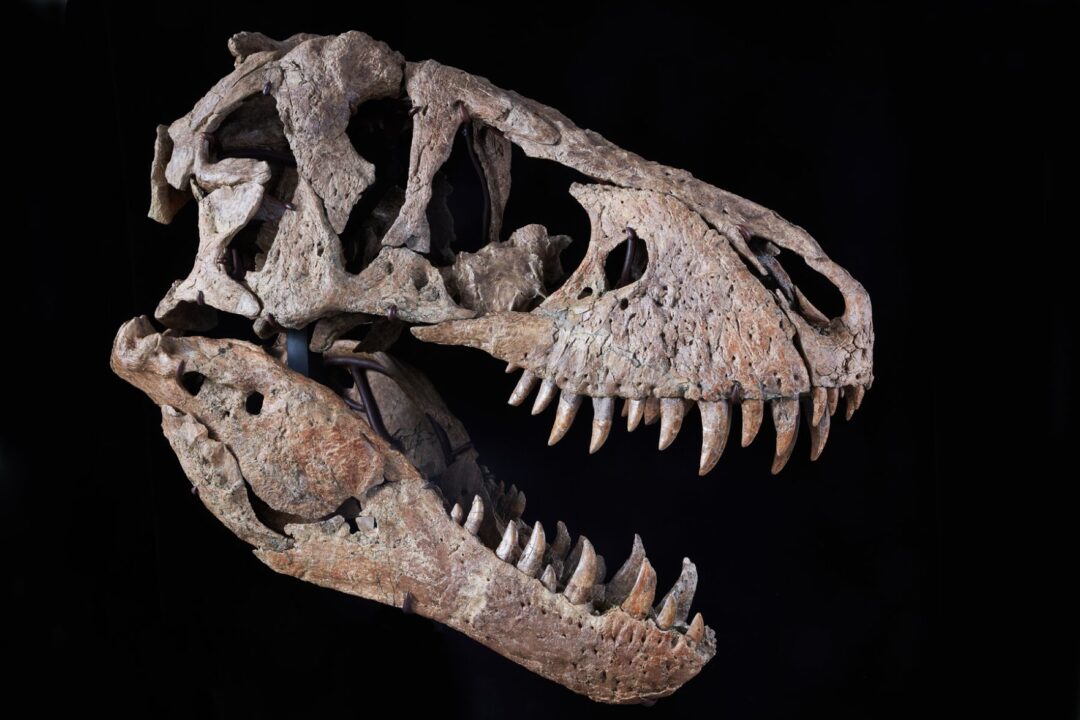 A large, brown Tyrannosaurus rex skull fossil with sharp teeth is displayed against a solid black background.