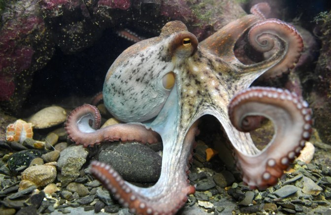 A close-up underwater view of an octopus with curled tentacles, resting on a rocky seabed with pebbles and shells, surrounded by rocks and aquatic plants.