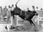 A cowboy falls to the ground as a bull leaps high into the air at a rodeo, with dust flying and a crowd of people in hats watching from wooden bleachers in the background.