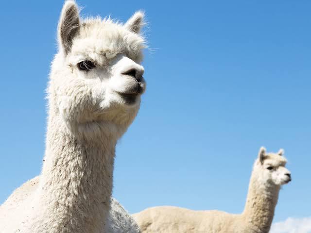 Two white alpacas stand outside under a clear blue sky. One alpaca is close to the camera, facing forward, while the other is farther back, looking to the side.