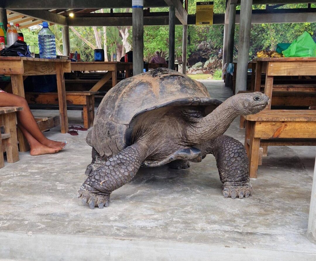 A large tortoise walks on a concrete surface under an open shelter with wooden benches and tables. People are sitting nearby, and greenery is visible in the background.