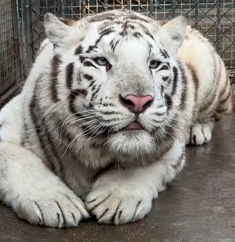 A white tiger with blue eyes and black stripes lies on the floor of a metal enclosure, gazing forward with its front paws stretched out in front.