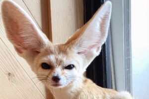 A fennec fox with very large ears and light tan fur sits indoors near a wooden wall and a window, looking directly at the camera.