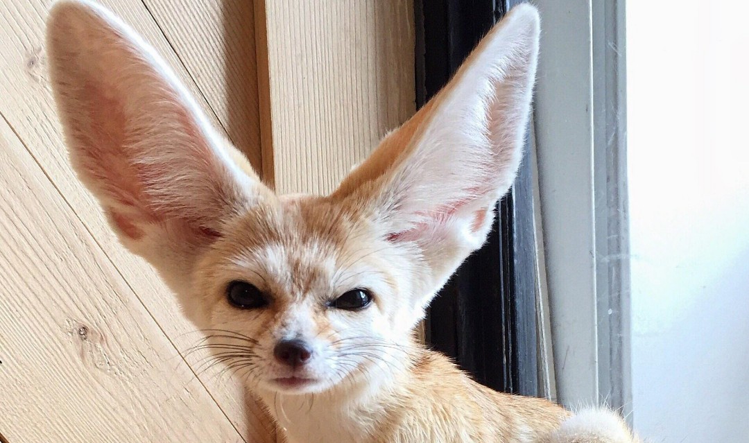 A fennec fox with very large ears and light tan fur sits indoors near a wooden wall and a window, looking directly at the camera.