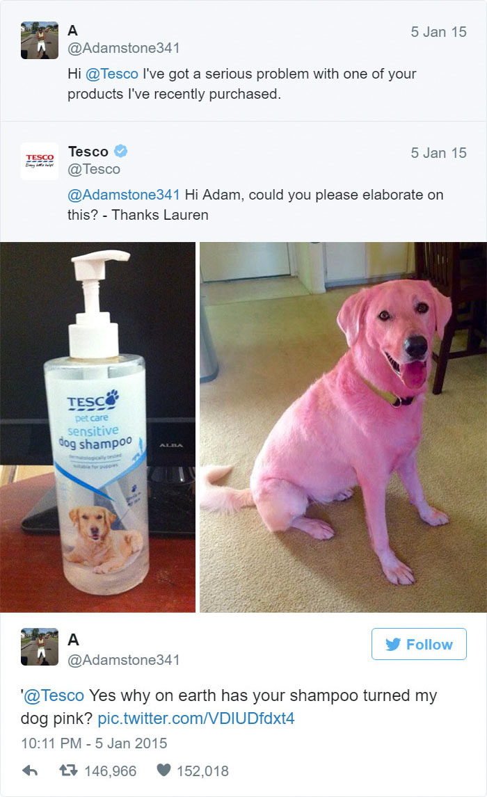 A tweet shows a photo of a bottle of Tesco dog shampoo and a smiling dog whose fur is tinted bright pink, with a humorous caption asking why the shampoo turned the dog pink.