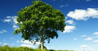 A large green tree stands alone in a grassy field under a bright blue sky with scattered white clouds. Shrubs and grass grow at the base of the tree.